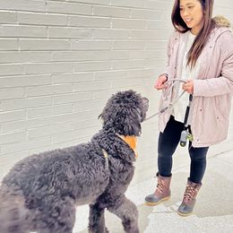 Bernedoodle and Goldendoodle All Grown Up from A.N.A. Doodles
