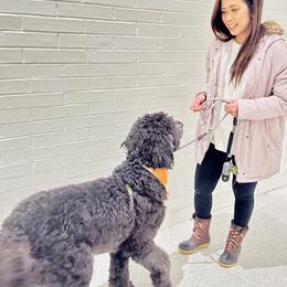 Bernedoodle and Goldendoodle All Grown Up from A.N.A. Doodles