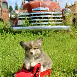 Lady Tremaine (2600) fluffy - Sable female Pembroke Welsh Corgi puppy in Valley, Washington from Corgis of the Mountain Valley