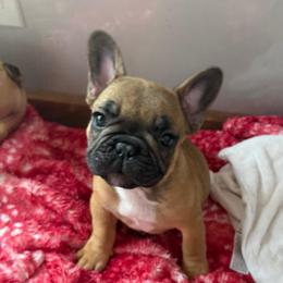 Bunkhouse Litter-Mia - Fawn female French Bulldog puppy in Kalispell, Montana from Grace & Grit Frenchies