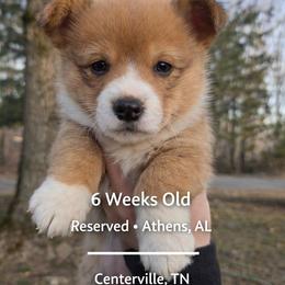 Lyra - Red and white female American Corgi puppy in Centerville, Tennessee from Katerina's American Corgis