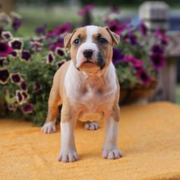 Girl 2 - American Staffordshire Terrier puppy in Springfield, Illinois from Prairieland Kennels