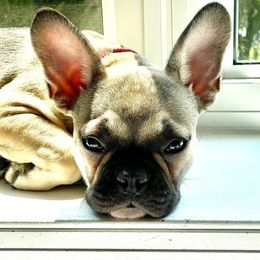 French Bulldogs from Inessa's Frenchies