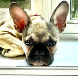 French Bulldogs from Inessa's Frenchies