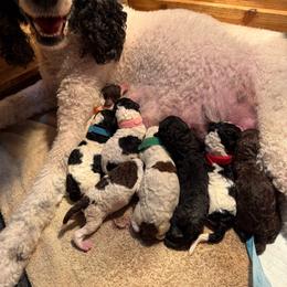 Green collar boy - Sable male Poodle puppy in Jacksonville, Florida from Creek Side Kennels