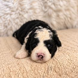 Pecan - Black and white male Bernedoodle puppy in Travelers Rest, South Carolina from Bernedoodle.do
