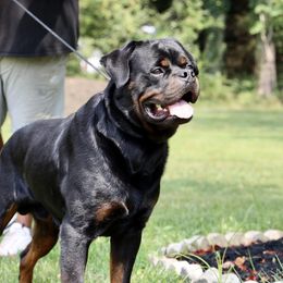 Buddy - Rottweiler