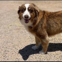 Casey - Red tri female Miniature Australian Shepherd puppy in Tucson, Arizona from Soqui Ortiz Cattle Ranch