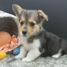 Charlie - Black and tan male American Corgi puppy in Missouri from Country Legends Aussies & Corgis