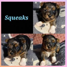 Squeaks - Chocolate, tan and white female Yorkshire Terrier puppy in Andersonville, Tennessee from Working W Kennels