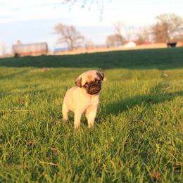Pug Puppies from Squishy and Snorts
