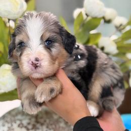 Zero - Tri-color male Bernedoodle puppy in Yuciapa, California from AlltheDoodlez_