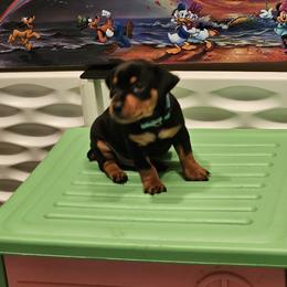 Miniature Pinscher Puppies from Pike's Pups
