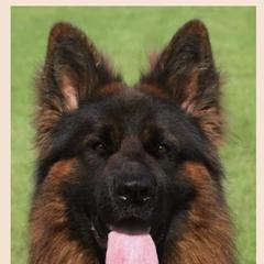 German Shepherd Puppies from Vom Feuer Shepherds