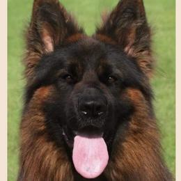 German Shepherd Puppies from Vom Feuer Shepherds
