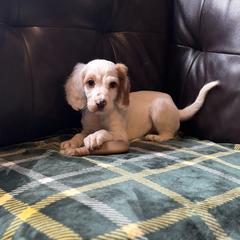 Biscuit - Orange belton male English Setter puppy in Rogers, Ohio from StoneyBrook Setters