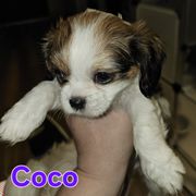 Coco - Brindle and white female Cavatzu puppy in West Valley City, Utah from Pulley Puppies