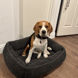 Beagle Puppies from Leslie Beagles of Leslie Farm