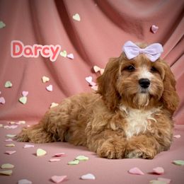 Darcy - Cavapoo