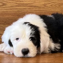 Old English Sheepdog Puppies from What the Fluff Old English Sheepdog