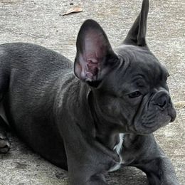 French Bulldogs from Porchant French Bulldogs