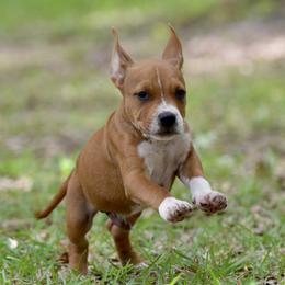 The Family Favorite - Red male American Staffordshire Terrier puppy in St. Augustine, Florida from LBK & Ancient City