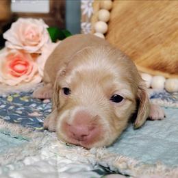 Cassie - Cream female Dachshund puppy in Thomaston, Georgia from UGG Ranch