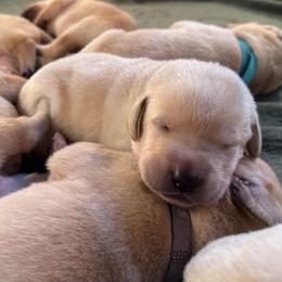 Forest - Yellow male Labrador Retriever puppy in Rock Hill, South Carolina from North Star Retrievers