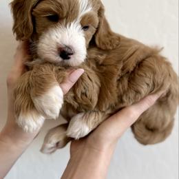 Girl 3 - Red female Bernedoodle puppy in Phoenix, Arizona from Doodles of the Desert