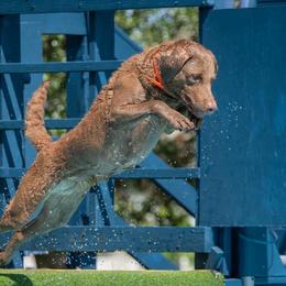 Chesapeake Bay Retrievers from Down Home Chesapeakes