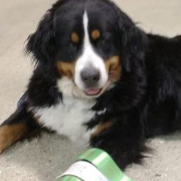 Bernese Mountain Dogs and Cavalier King Charles Spaniels from R-G Kennels