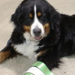 Bernese Mountain Dogs and Cavalier King Charles Spaniels from R-G Kennels