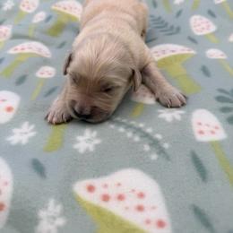 Girl 3 - Light golden female Golden Retriever puppy in Spanaway, Washington from 11 Oaks Kennels