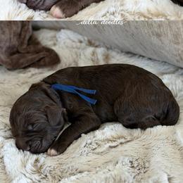 Blue collar - Chocolate male Labradoodle puppy in Clovis, California from Delta Doodless