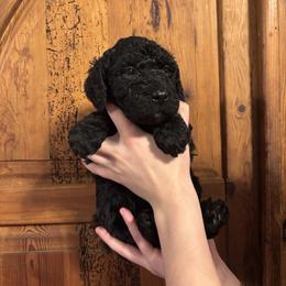 Babe - Black female Bordoodle puppy in Indianapolis, Indiana from Indiana Bordoodles