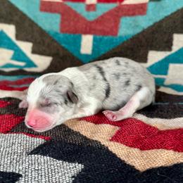 Steel - Blue merle male Border Collie puppy in Mesa, Arizona from Ranch Girl Border Collies