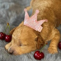 Cherry - female Cavapoochon puppy in Waldron, Arkansas from Kay’s Cutie Poos