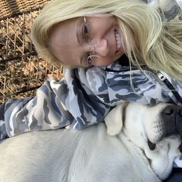 Labrador Retriever All Grown Up from Chateau St. John