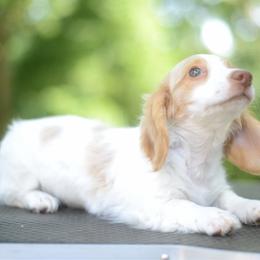 Anise - Full AKC ee red Piebald - Piebald female Dachshund puppy in Neosho, Missouri from A Walk In The Park