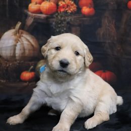 Raven - Golden female Golden Retriever puppy in Great Falls, Montana from VS Golden Fields