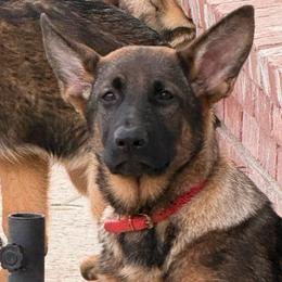 Ruby - Black and tan female German Shepherd puppy in Anaheim, California from Hanan's German Shepherds