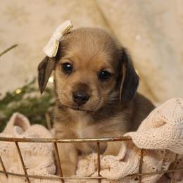Noel - Red female Dachshund puppy in Wakarusa, Indiana from PuppyLove Dachshunds