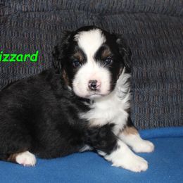 Blizzard - Black tri male Miniature American Shepherd puppy in Hillsdale, Michigan from Faithwalk Aussies and Mini American Shepherds
