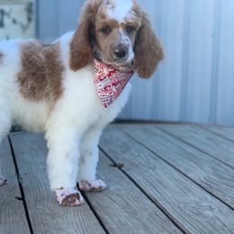 Bernedoodle, Goldendoodle, and Poodle Puppies from Wagging Tailz