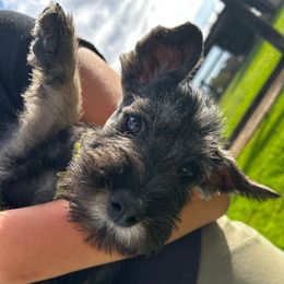 Girl 6 - Pepper and salt female Standard Schnauzer puppy in Henryville, Indiana from Forestview