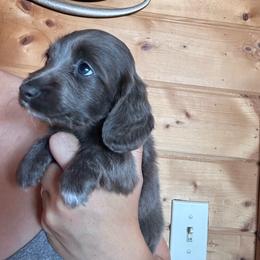 Girl 3 - Gray (blue) female Dachshund puppy in Cheyenne, Wyoming from Great Basin Hounds