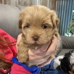 Purple  collar - Gold female Shihpoo puppy in Millsap, Texas from Gaston’s Posh Poodles and Doodles