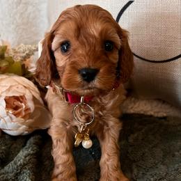 Louis - Red male Cavapoo puppy in Fairmont, West Virginia from Family Raised Heirloom Companions