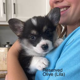 Lila - Black and tan Pembroke Welsh Corgi puppy in Apple Valley, California from MRS California Corgi