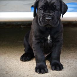 Cane Corso Puppies from Lionheart Cane Corso